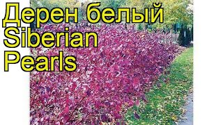 Дерен белый Сайбериан Перл Краткий обзор описание характеристик cornus alba Siberian Pearls [upl. by Marguerie545]