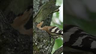 Удод прилетел к птенцам  The hoopoe flew to the chicks birds wildlife nature [upl. by Sausa]