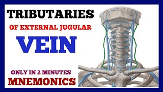 External Jugular Vein Tributaries  Mnemonics [upl. by Ruhtra754]