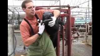 Administering Oral Medications to Dairy Cows [upl. by Bret]