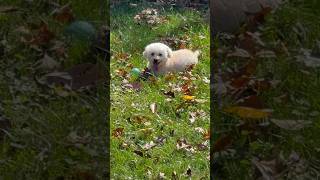 Spotted The Happiest Girl 😬🐶🥰 dog doglover poodle bichonfrise [upl. by Calise733]