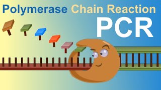 PCR  Polymerase Chain Reaction IQOGCSIC [upl. by Gasperoni874]