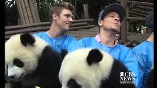 Backstreet Boys cuddle with sing to giant pandas in China [upl. by Ezarras402]