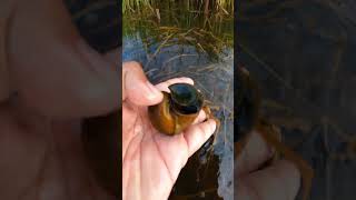 Flooding fields Picking snails  Catching snails by hand schnecken slakken улитка [upl. by Martica]