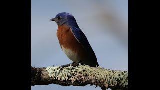 SONGBIRDS 1 Flycatchers Corvids Thrushes [upl. by Savadove]