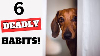 6 Habits That Are Slowly KILLING Your Dog [upl. by Gardas]