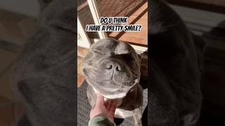 A Pretty Smile dog dogs smile cute shortsviral shorts shortsfeed [upl. by Odilia234]