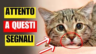 10 cause di STRESS estremo per il tuo gatto  Come aiutarlo [upl. by Carline]