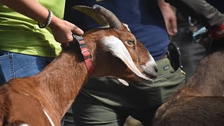 Meet the goats graduating from Riverside Park [upl. by Soisanahta40]