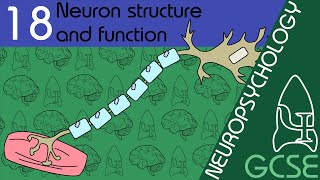 Neurone  Neuropsychology GCSE Psychology AQA [upl. by Aleacin]