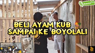 AYAM KUB 🐓 TERNAK PENGHASIL UANG 💵💯 [upl. by Hsevahb914]