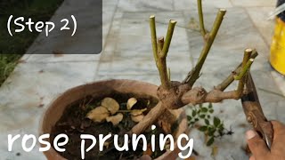 How to grow rose complete guide  step 2   Pruning different types of roses  Rose pruning [upl. by Oesile905]