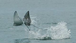 Science in Action Spotted Eagle Rays  California Academy of Sciences [upl. by Aisyat734]