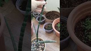 How to propagate cylindrical snake plant shorts [upl. by Ydieh]