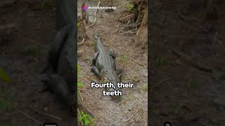 Alligator Surprise Top 5 Facts [upl. by Haddad35]