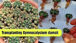 Transplanting Gymnocalycium damsii babies to their own individual pots [upl. by Nirad482]