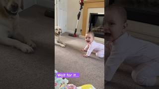 Baby Rania’s First Conversation with Our Labrador RetrieverFlafy 🐶👶Heartwarming BabyandDogMoment [upl. by Nilhtac628]