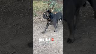 High alert 🚨 dog corsolove canecorso love mastiff guardog bigdog [upl. by Thorvald]