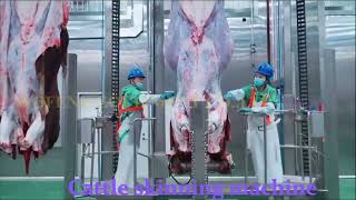 Amazing cattle abattoir equipment in slaughter house easily roll out cow skin [upl. by Shandeigh]