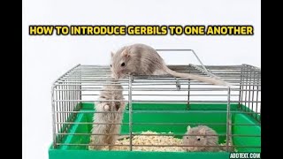 How To Introduce Gerbils To One Another [upl. by Airalav728]