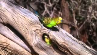 BBC documentary 2014 The Wild Bush Budgie Nature Documentary [upl. by Nallak]