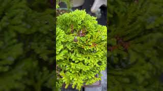 Hinoki bonsai nature forest relaxing music hinoki bonsai bonsaitree shorts oki [upl. by Nimzay788]