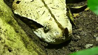 Gabunviper Bitis gabonica rhinoceros Giftzähne Schlange Zoo Schönbrunn Tiergarten Terrarium Viper [upl. by Soigroeg]