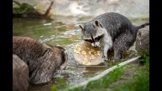 Ijsjes voor de dieren van Planckendael [upl. by Lasyrc]