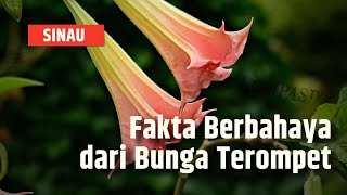 Fakta Berbahaya Bunga Terompet yang Orang Belum Banyak Tahu  SINAU [upl. by Ylrehc]