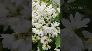 姫空木，Deutzia gracilis，雪球冰生溲疏。春的冰清玉洁「瘦枝溲疏」。 [upl. by Holds]