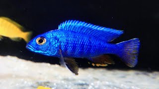 Electric Blue Ahli Hap Cichlid Sciaenochromis ahli Africa Malawi Predator Hap [upl. by Ednalrym]