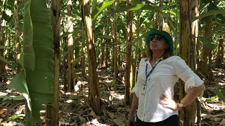 Preparo do solo para o cultivo orgÃ¢nico de fruteiras [upl. by Verine]