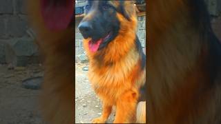 Like and share this short germanshepherd cuteanimals dog cute duet funny viralshorts [upl. by Kurr560]