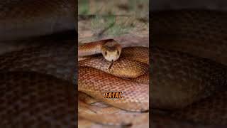 The Deadliest Snakes in the World and Their Lethal Bites  Coastal Taipan [upl. by Lepper]