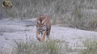 A Roaring Tiger  One of the most amazing sounds [upl. by Mutz138]