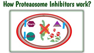 Mechanism of action proteasome inhibitors  How proteasome inhibitors work  Bortezomib MOAVelcade [upl. by Dwyer]