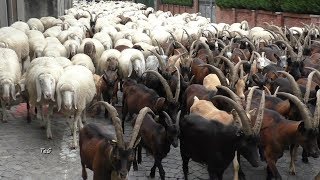 Transumanza delle capre e delle pecore  Pont Canavese 2017 [upl. by Amaj]