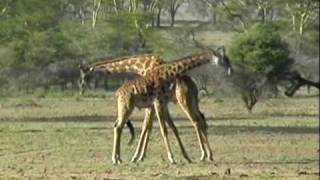 Luta de girafas giraffes fighting in Tanzania [upl. by Aleirbag]