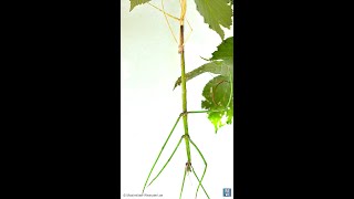 timelaps Skinning stick insect is changing her skin [upl. by Tibbetts621]