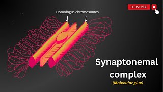 The Synaptonemal Complex Explained 🔬 Unlocking the Secrets of Meiosis [upl. by Ettevol]