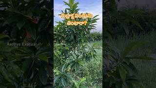 రుద్రాక్ష పండును తినొచ్చా   Elaeocarpus Ganitrus  Edible Rudraksha  9290909559 [upl. by Ardnak]