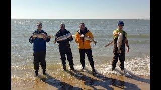 AMAZING Surf Fishing ActionCape Lookout NC red fish Davis Island South Core Outer Banks [upl. by Brandy503]