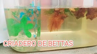 REPRODUZCO BETTAS DE LINEA empezando un criadero sin morir en el intento [upl. by Naleek249]