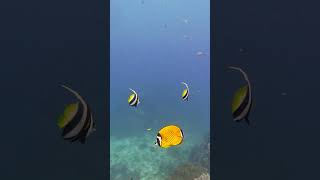 17 Oct fish nature batfish nature oceanlife scubadiving ocean water sailrock barracuda [upl. by Ronn]