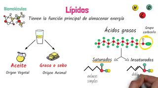 Lípidos Biomoléculas [upl. by Gustie984]