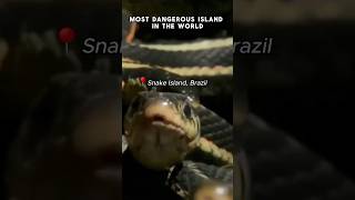 Worlds Most Dangerous Island  Snake Island Brazil [upl. by Low]