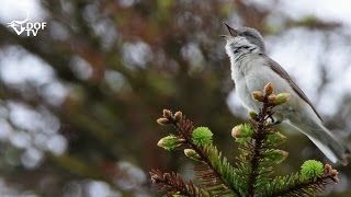 Gærdesanger  sådan synger Danmarks fugle [upl. by Cha]