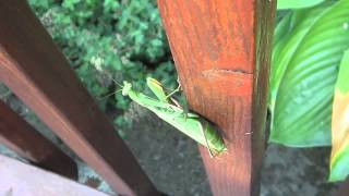 HUGE Praying Mantis Mantodea Burlington Ontario Canada [upl. by Brok]