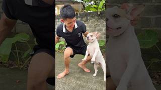 rescue dog from killer dog funny lovedog shorts pet [upl. by Cleo]