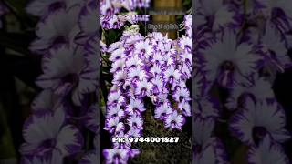 Compactum orchid seedlings 4 colour combo [upl. by Wildermuth]